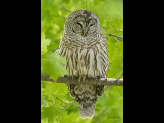 A barred owl in Westborough, photographed by Nancy Szostak Wright.