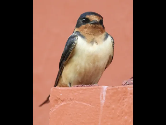 A barn swallow at Hopkinton State Park in Hopkinton, photographed by Steve Forman.