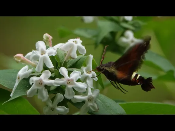 A Nessus sphinx moth in Lincoln, photographed by Ron McAdow.