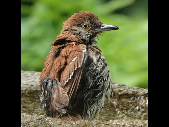 A brown thrasher in Lincoln, photographed by Ron McAdow.