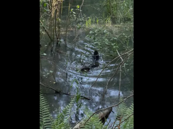 A beaver along the Mass Central Rail Trail in Sudbury, photographed by Sophia Tholander.