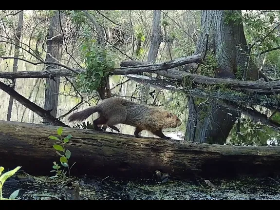 A woodchuck in Framingham, photographed with an automatically triggered wildlife camera by Margaret McKane.
