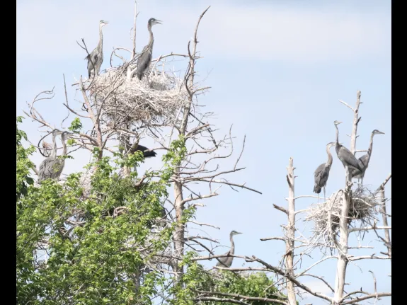 Great blue herons in Southborough, photographed by Steve Forman.