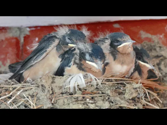 Barn swallow nestlings at Hopkinton State Park in Hopkinton, photographed by Steve Forman.