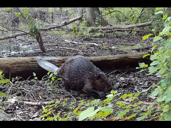 A Beaver in Framingham, photographed with an automatically triggered wildlife camera by Margaret McKane.