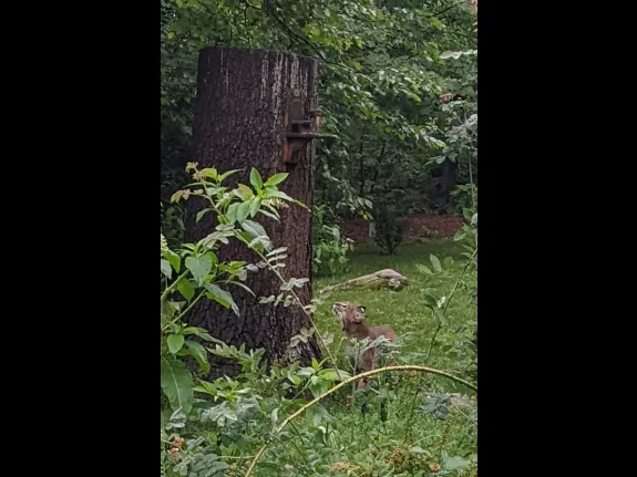 A Bobcat in Stow, photographed by Drew Simmons.