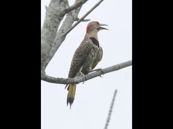 A Northern Flicker at Breakneck Hill Conservation Land in Southborough, photographed by Steve Forman.