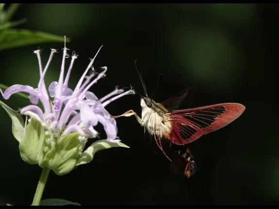 A hummingbird clearwing moth in Lincoln, photographed by Norm Levey.