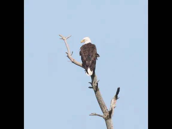 A Bald Eagle at the Sudbury Reservoir in Southborough, photographed by Steve Forman.