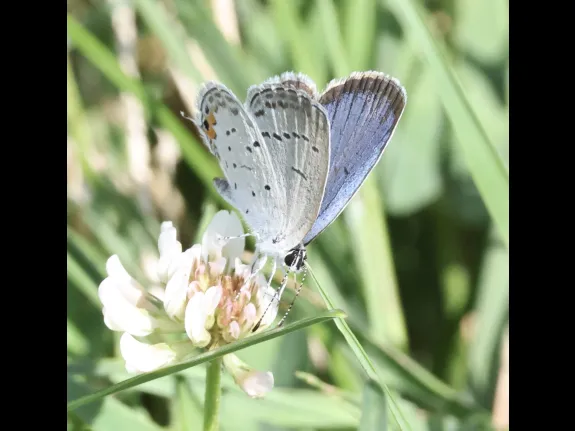 An Eastern Tailed-blue butterfly at Breakneck Hill Conservation Land in Southborough, photographed by Steve Forman.