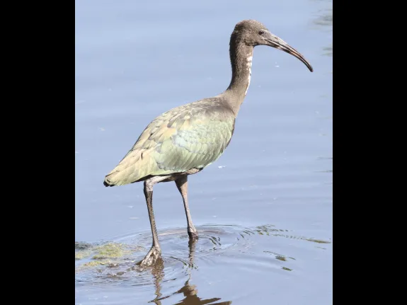 A Glossy Ibis at Hager Pond in Marlborough, photographed by Steve Forman.