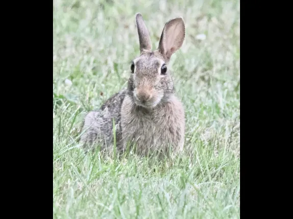 A Cotton-tailed Rabbit in Framingham, photographed by Steve Forman.