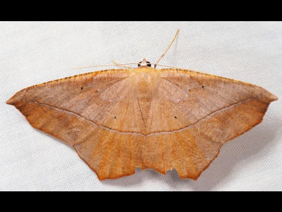 A Large Maple Spanworm moth at SVT's Wolbach Farm in Sudbury, photographed by Norm Levey.