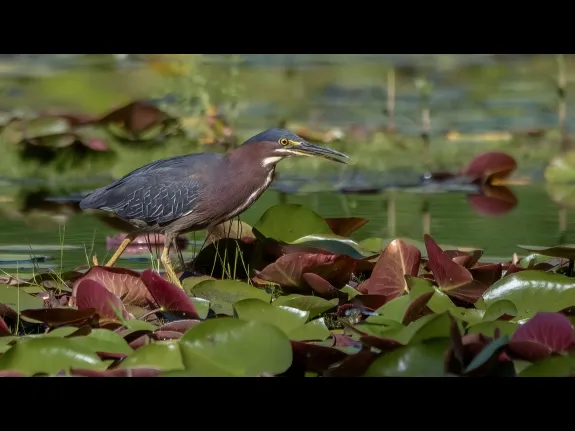 A Green Heron in Northborough, photographed by Nancy Szostak Wright.