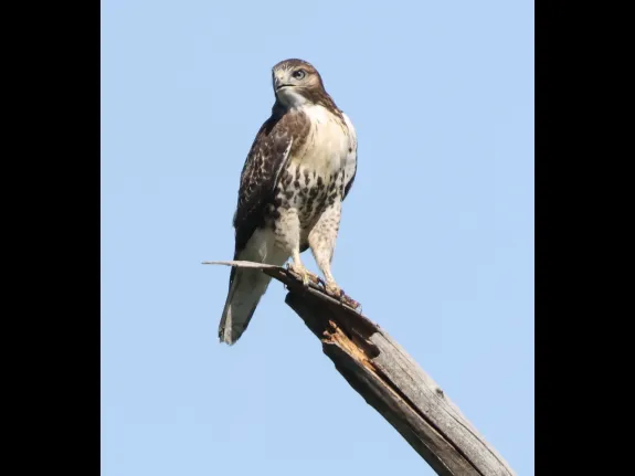 A Red-tailed Hawk at Breakneck Hill Conservation Land in Southborough, photographed by Steve Forman.