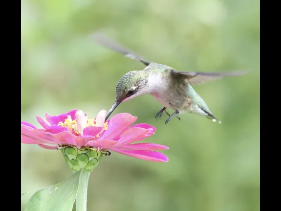 A Ruby-throated Hummingbird at Breakneck Hill Conservation Land in Southborough, photographed by Steve Forman.