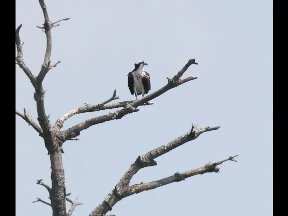 An Osprey at the Sudbury Reservoir in Southborough, photographed by Steve Forman.