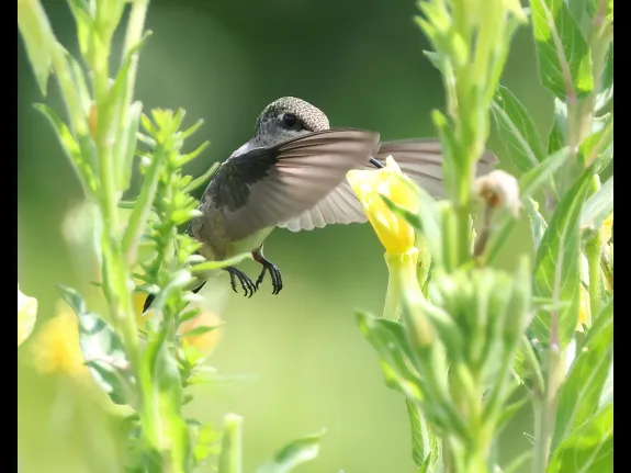 A Ruby-throated Hummingbird at Breakneck Hill Conservation Land in Southborough, photographed by Steve Forman.