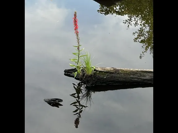A Cardinal Flower along the Sudbury River in Southborough, photographed by Debbie Costine.