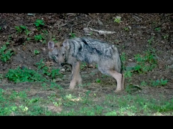 A Coyote in Sudbury, photographed by Laura Israel.