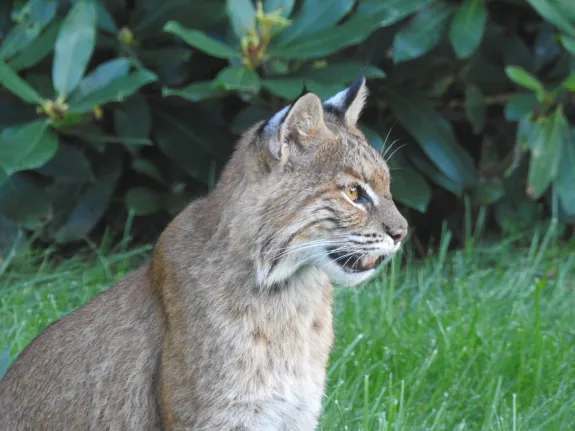 A Bobcat in Wayland, photographed by Connie Schlotterbeck.
