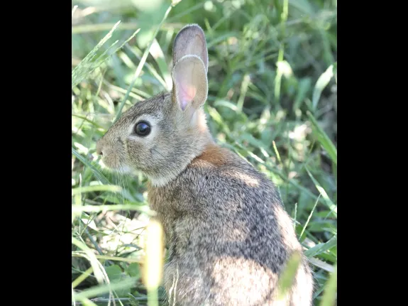A Cotton-tailed Rabbit at Breakneck Hill Conservation Land in Southborough, photographed by Steve Forman.