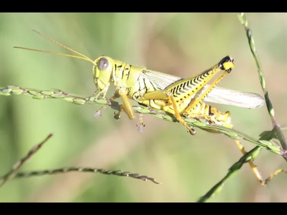 A Differential Grasshopper at Breakneck Hill Conservation Land in Southborough, photographed by Steve Forman.