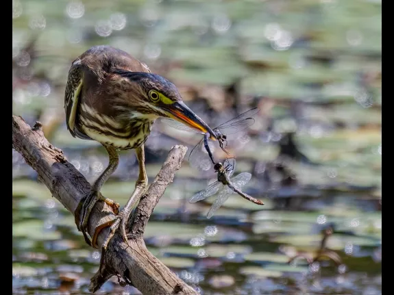 A Green Heron at Wayne F. MacCallum Wildlife Management Area in Westborough, photographed by Nancy Szostak Wright.