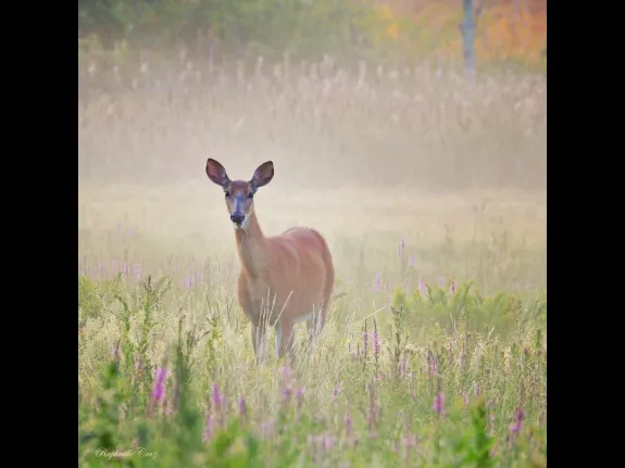A White-tailed Deer in Sudbury, photographed by Raphaelle Cruz.
