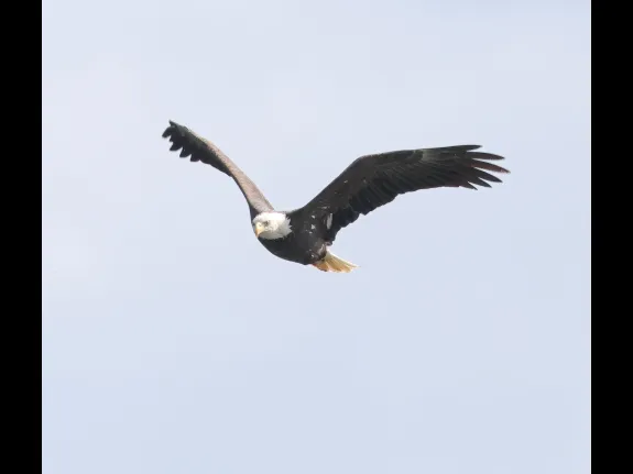 A Bald Eagle at Hager Pond in Marlborough, photographed by Steve Forman.