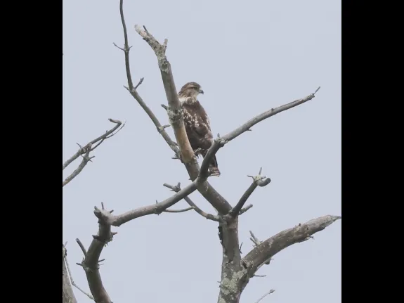 A Red-tailed Hawk at Hager Pond in Marlborough, photographed by Steve Forman.