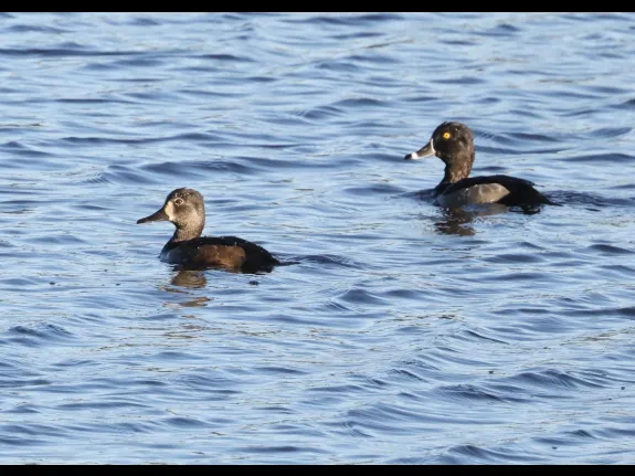 Ring-necked Ducks on the Sudbury Reservoir in Southborough, photographed by Steve Forman.