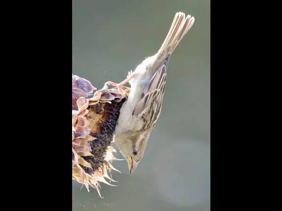 A House Sparrow at Breakneck Hill Conservation Land in Southborough, photographed by Steve Forman.