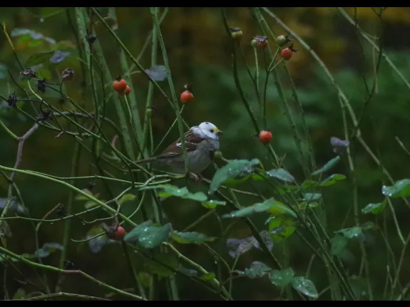 A leucistic White-throated Sparrow in Stow, photographed by Cathy Simmons.