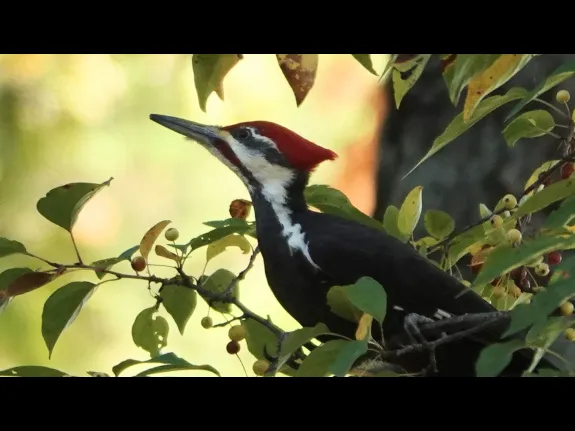 A Pileated Woodpecker in Lincoln, photographed by Ron McAdow.