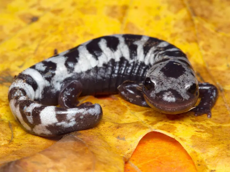 Marbled Salamander. Photo by M Oldson Douglas.
