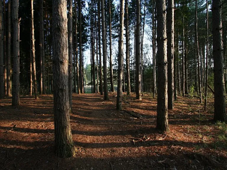 Memorial Forest. Photo by Craig Smith.