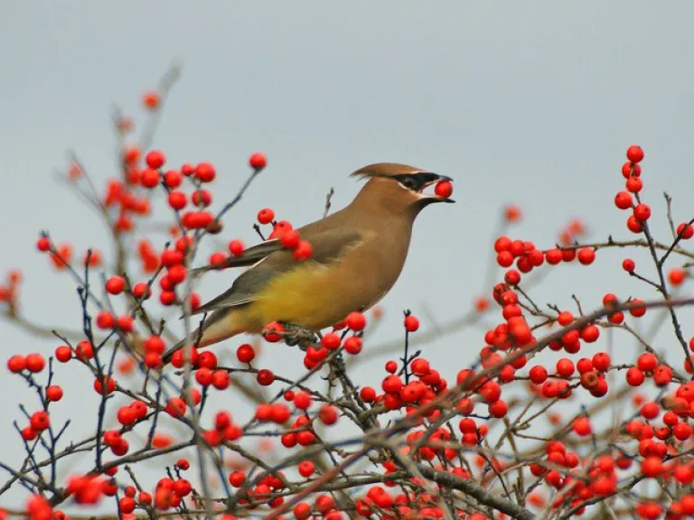 Cedar Waxwing. Photo by Joan Chasan