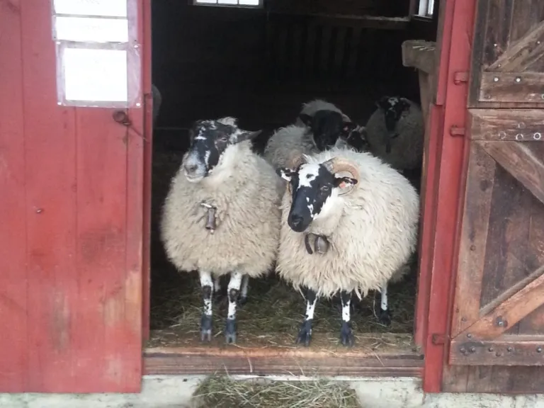 n 2014, a Hopkinton family donated a CR on its 6-acre property to SVT. The property includes woodland and farmland soils of statewide importance. The CR permitted the family to maintain a small orchard and a vegetable garden and to continue to raise chickens and sheep.