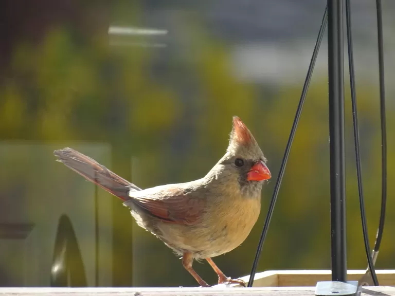 A northern cardinal in Ashland, photographed by Cindy Winer.