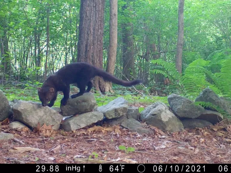 White-tailed deer in Framingham, photographed with an automatically triggered wildlife camera by Margaret McKane.