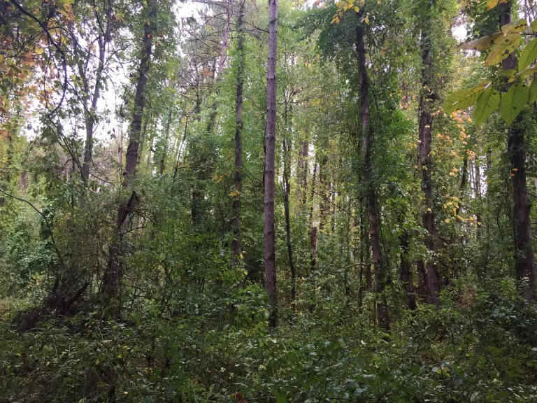 Red Pine with Asian Bittersweet
