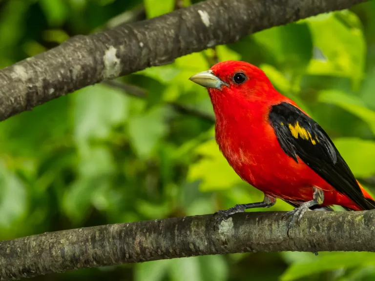 Scarlet Tanager