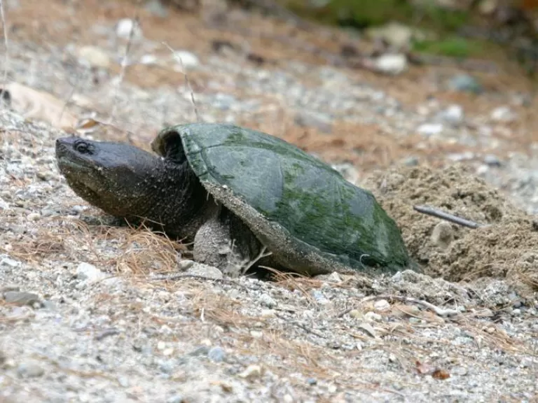 Many species of wildlife find habitat in Memorial Forest. Photo by Dan Foster.