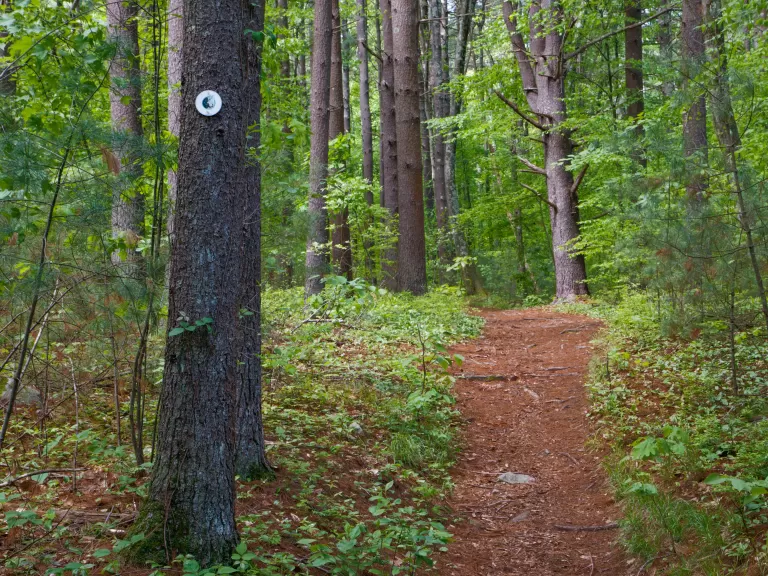 The Bay Circuit Trail through Baiting Brook-Welch. Photo by Sandy Gotlib.