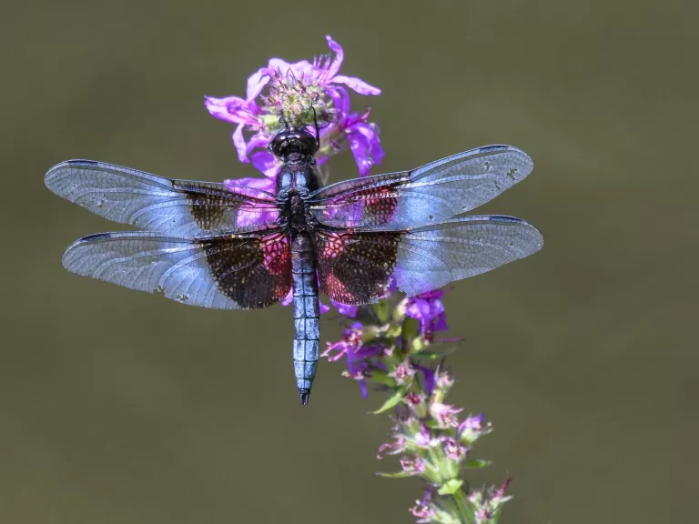 Widow Skimmer, Photographed by John Mastrobattista