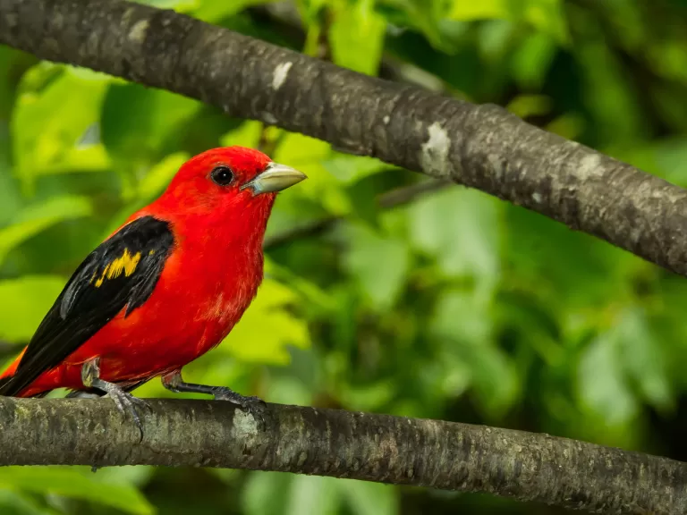 Scarlet tanager