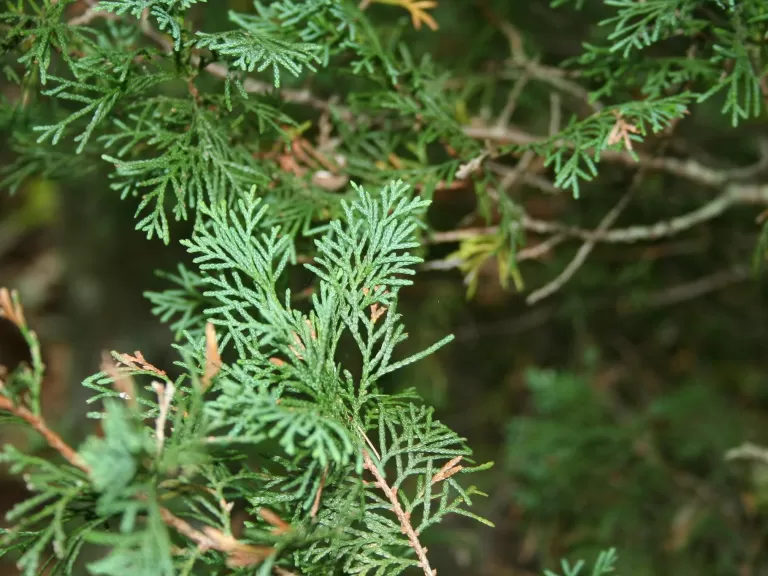 Photo by Cyndy Sims Parr, Flickr