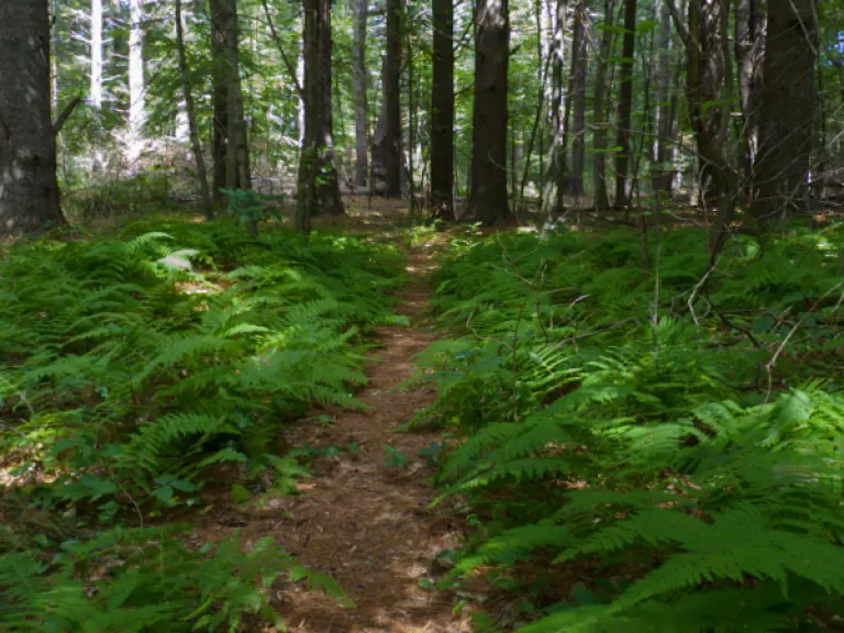 Brues Woods. Photo by Wayne Hall.
