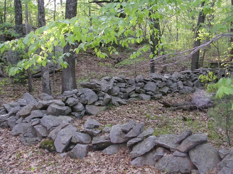 Cowassock Woods. Photo by Joyce Dwyer.